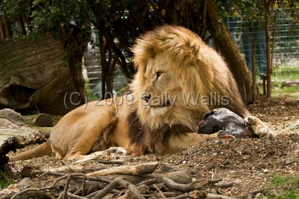 lion with meat.jpg